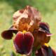 Detail-Infos